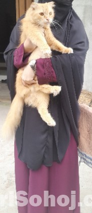 Traditional Persian cat